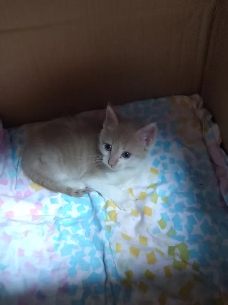 A kitten, just arrived at its new home, is hiding in a box