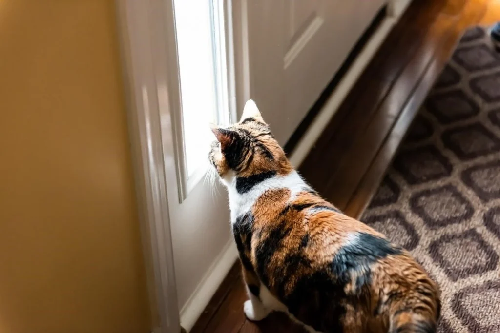 ​A cat waits anxiously at the door for its owner to come home.​