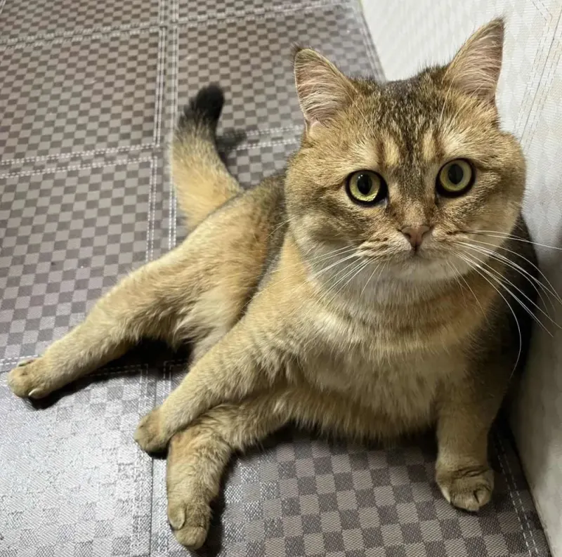 Cat sitting in strange position